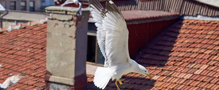 Residential Chimney Animal Removal Solution in Kentwood, MI
