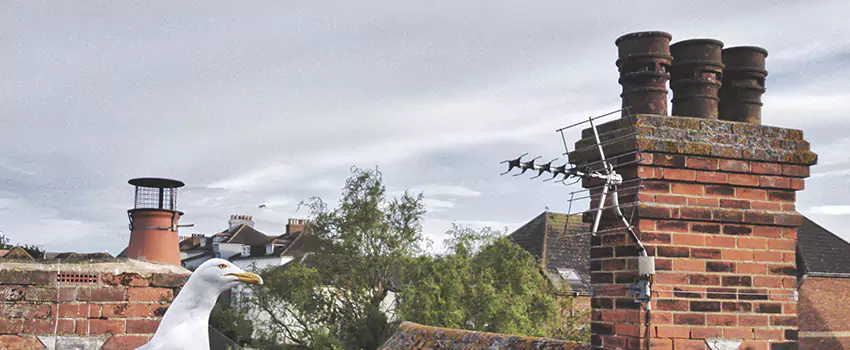 Chimney Cleaning And Restoration in Kentwood, Michigan